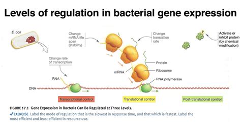Biology Genetics Gene Expression Prokaryotic Gene Regulation Viva Open