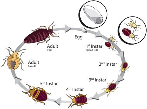 Biology Habitat And Management Of Bed Bugs