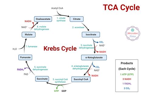 Biotechfront Krebs Tca Cycle And It S Products