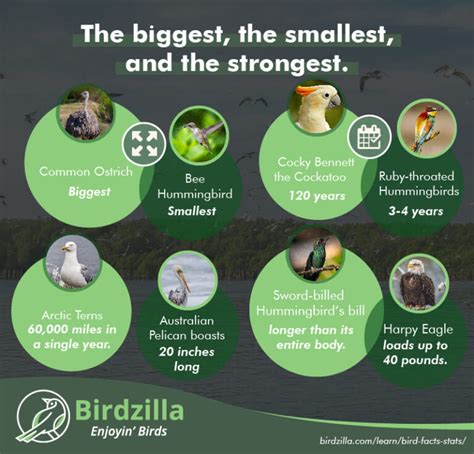 Bird Facts Stats With Infographics 2024 101 Facts