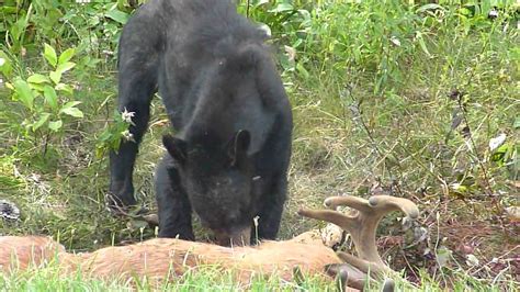 Black Bear Eating Deer Youtube