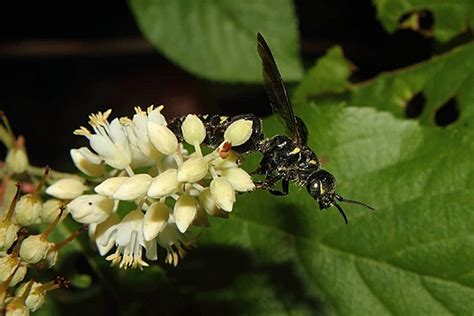 Black Flower Wasp Bite Best Flower Site