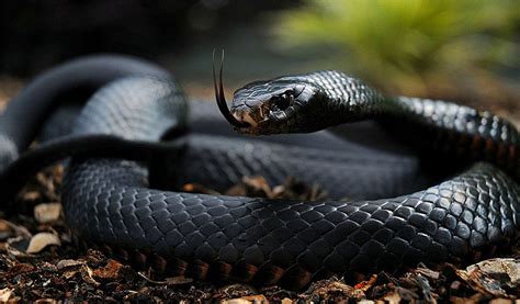 Black Mamba Snakes Facts Diet Habitat Information Black Mamba Snakes Facts Diet Habitat Information