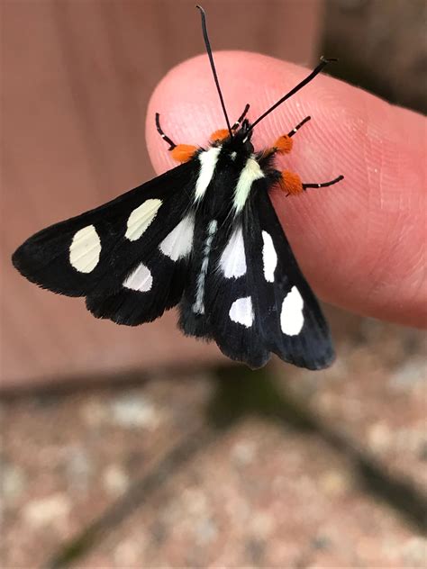 Black Moth with White: Discover Its Symbolism and Intriguing Traits