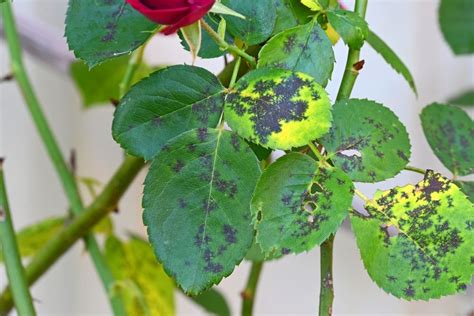 Black Spot On Roses Fixed