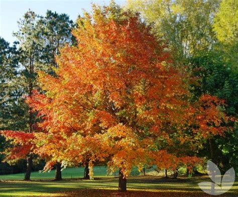 5 Facts Black Tupelo Tree