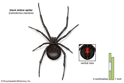 Black Widow Spider Classification