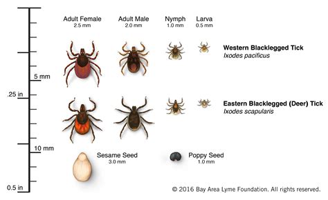 Blacklegged Tick Bay Area Lyme Foundation Blacklegged Tick Bay Area Lyme Foundation