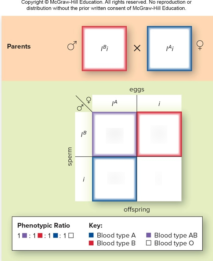 Blood Type Punnett Square Images