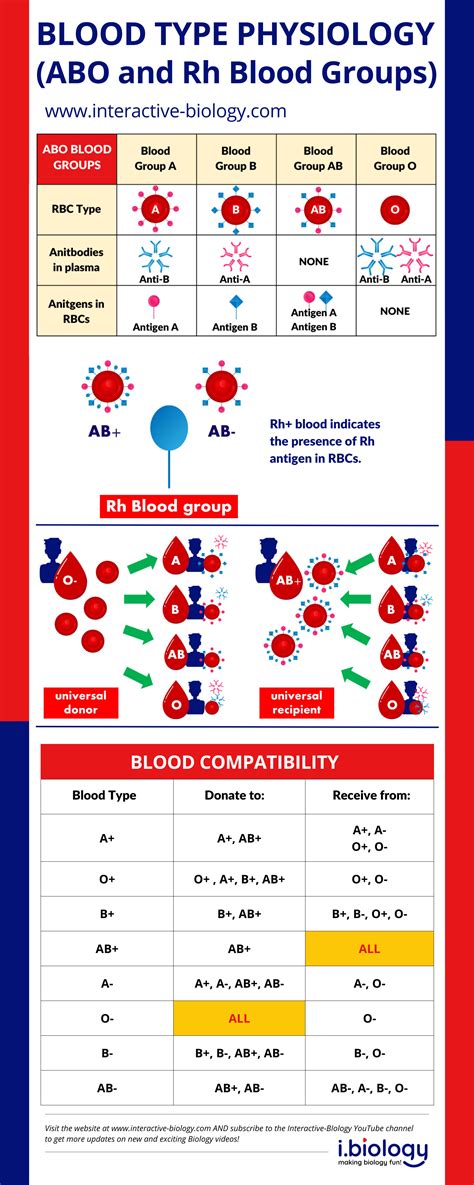 Blood Types Physiology Abo And Rh Blood Groups Interactive Biology With Leslie Samuel
