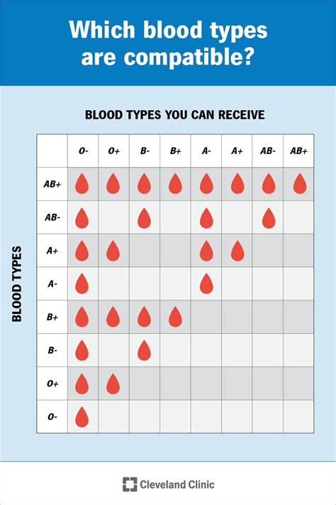 Blood Types What They Are And Mean For Your Health