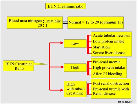 Blood Urea Nitrogen Creatinine Ratio And Interpretations Blood Urea Nitrogen Creatinine Ratio And Interpretations