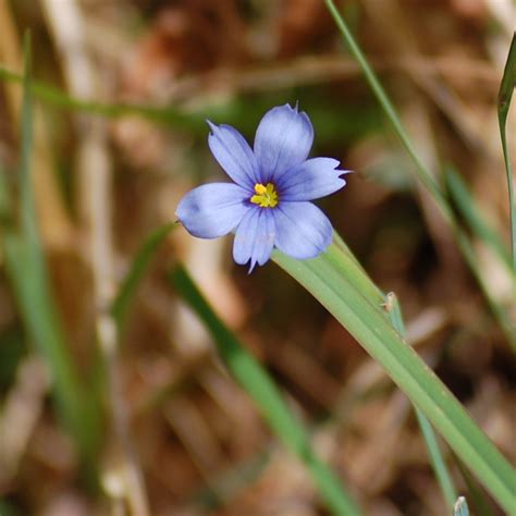 Blue Eyed Grass Quiet Nature