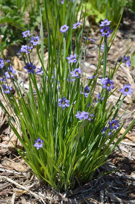 5 Tips Blue Eyed Grass