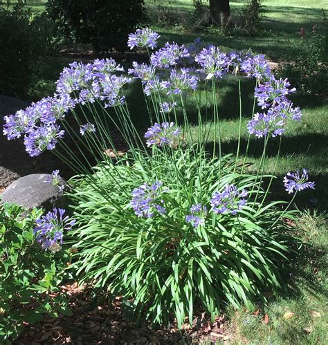 Blue Lily Of The Nile 10 Pack Agapanthus Africanus 5 Gal Evergreen Perennial Lavender Blue Flower Bloom Zones 8 11