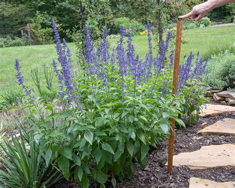 Blue Salvias Plant: A Beautiful Addition to Your Garden