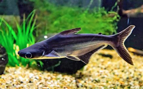 Blue Stripe Pangasius Sleek Freshwater Swimmer Wazeer S Aquariums