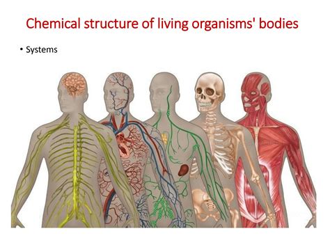 Organism Bodies Structure