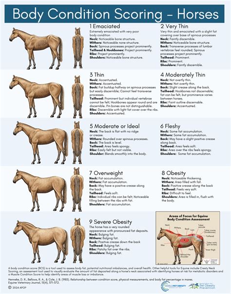 Body Condition Score Chart Body Condition Horse Health Horses Body Condition Score Chart Body Condition Horse Health Horses
