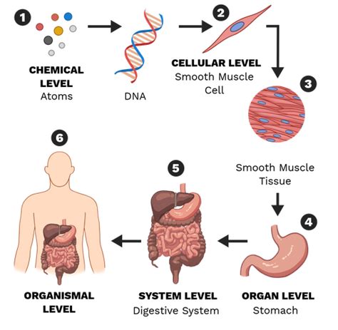 Body Organisation Labster