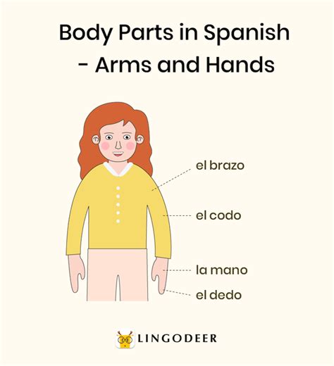 Body Parts In Spanish Vocabulary Grammar And More Lingodeer