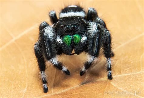 5 Bold Jumping Spider Facts