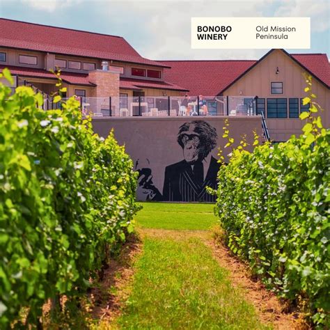 Discover the Charm of Bonobo Winery: A Must-Visit Wine Destination