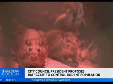 Boston City Council President Proposes Amp 39 Rat Czar Amp 39 To Control Rodent