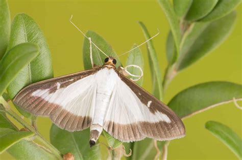 Box Tree Moth Pictures Az Animals