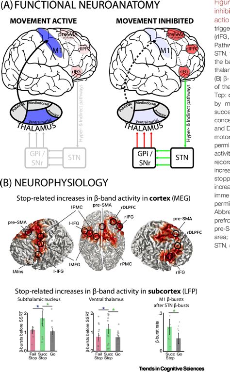 Brain Mechanisms Underlying The Inhibitory Control Of Thought Nature Reviews Neuroscience