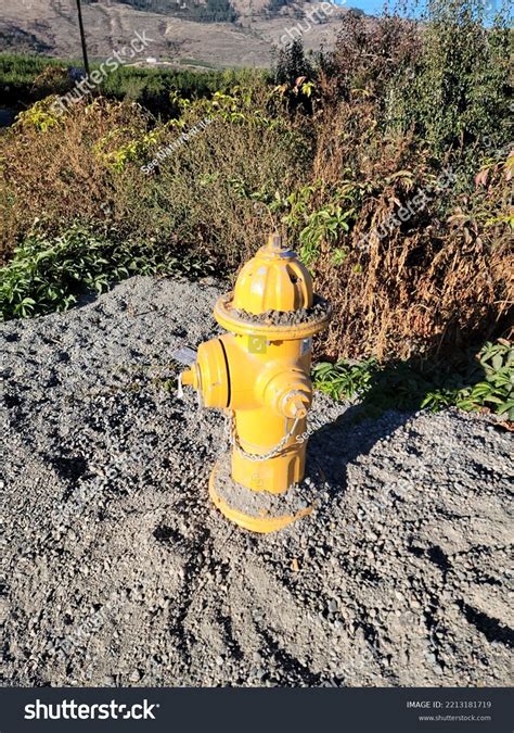 Bright Yellow Fire Hydrant Surrounded By Stock Photo 2213181719