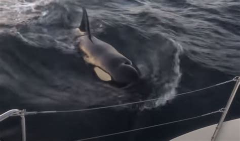 Brit Sailor Relives Terrifying Ordeal As Orcas Attacked His Boat For Hours As He Called Coastguard Begging For Help