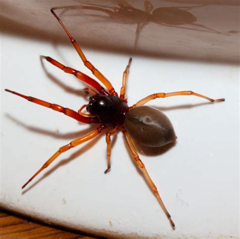 5 Facts About Sac Spiders