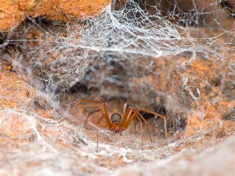 Brown Recluse On Web Innovate Together