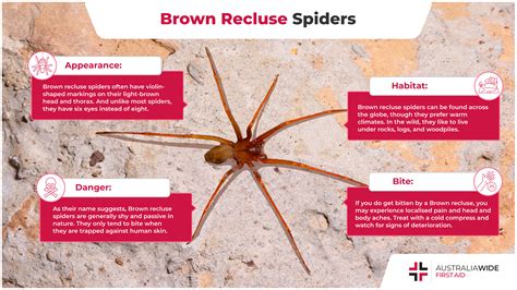 Brown Recluse Spider Control The Truth About Brown Recluse Spiders