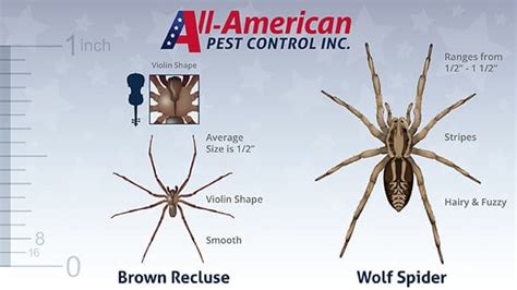 Brown Recluse Vs Wolf Spider How To Identify The Difference