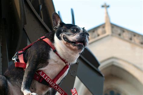 Bu Mourns The Death Of Real Life Terrier Mascot Rhett The Daily Free