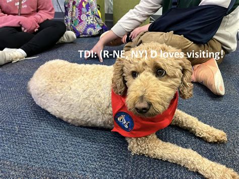 Buddy The Labrador Training For Tdi Therapy Dog International Test