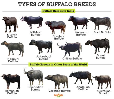 Buffalo Breeds Facts Types And Pictures