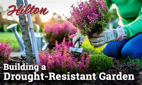 Building A Drought Resistant Garden Hilton Landscape Supply Building A Drought Resistant Garden Hilton Landscape Supply