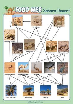 Building Food Chains Food Web Desert Sahara Mojave Gobi Posters