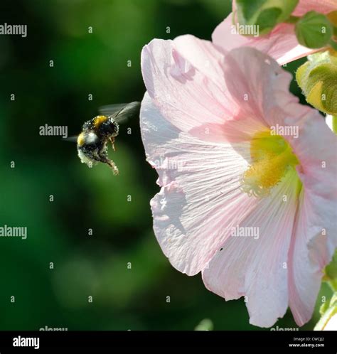 Bumblebee In Flight Stock Photo Alamy Bumblebee In Flight Stock Photo Alamy
