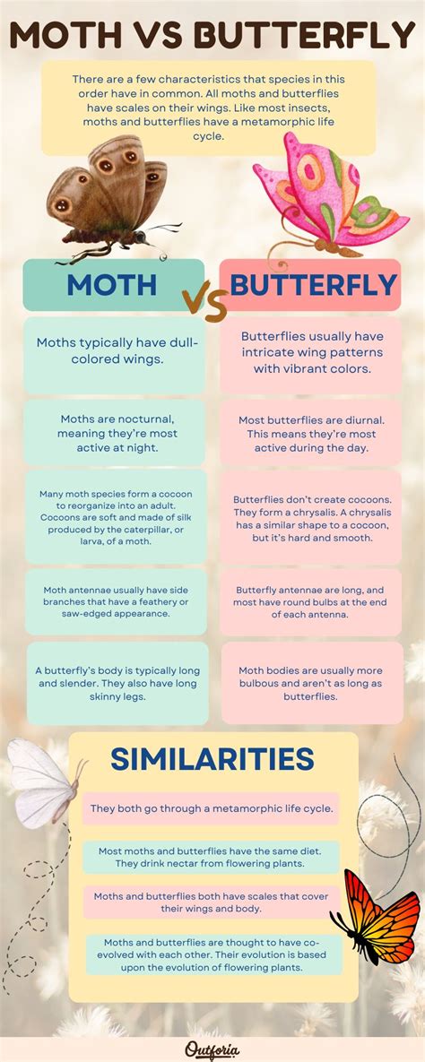 Butterflies Vs Moths Key Differences To Tell Them Apart Butterflies Vs Moths Key Differences To Tell Them Apart