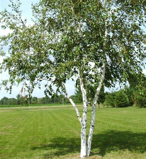 Buy Birch Tree: The Ultimate Guide to Choosing and Caring for Your Tree