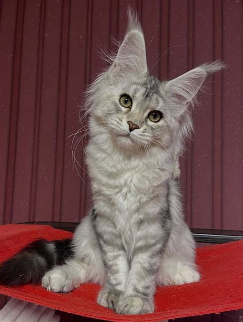 Buy Maine Coon Cat Twin Falls Maine Coon Cats For Adoption Twin Falls Buy Maine Coon Cat Twin Falls Maine Coon Cats For Adoption Twin Falls