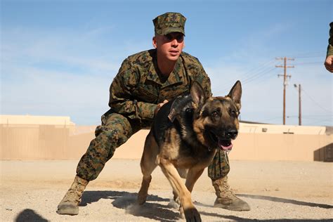 Buy Marine Corps K9 Unit New Arrivals Military Dog Handlers Today S Military