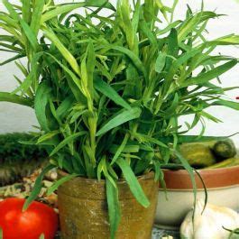 Buy Tarragon Affordable Gardens4you Co Uk Buy Tarragon Affordable Gardens4you Co Uk