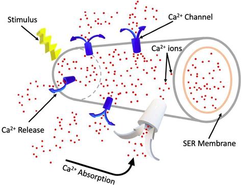 Ca 2 Ions Release By A Smooth Endoplasmic Reticulum Ser Download