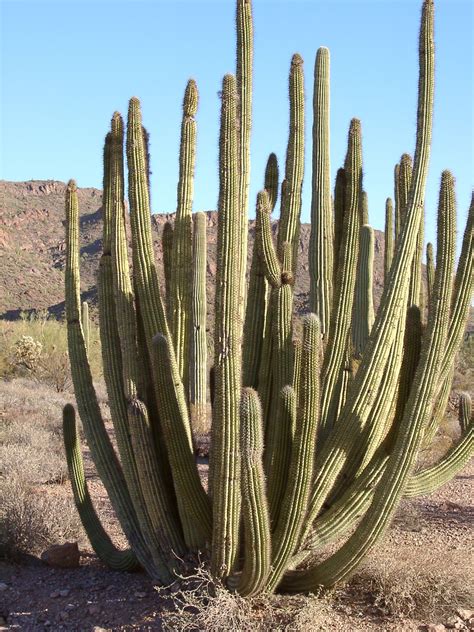 Cactus Description Distribution Family Amp Facts Britannica