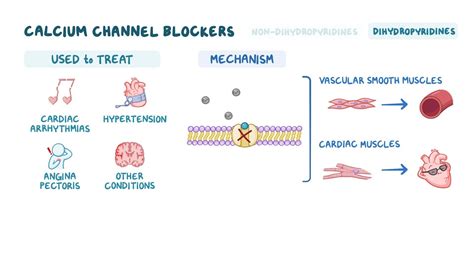 Calcium Channel Blockers